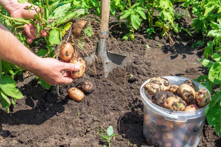 Zwierzę zagrażające uprawom w Europie foto: uprawa ziemniakow