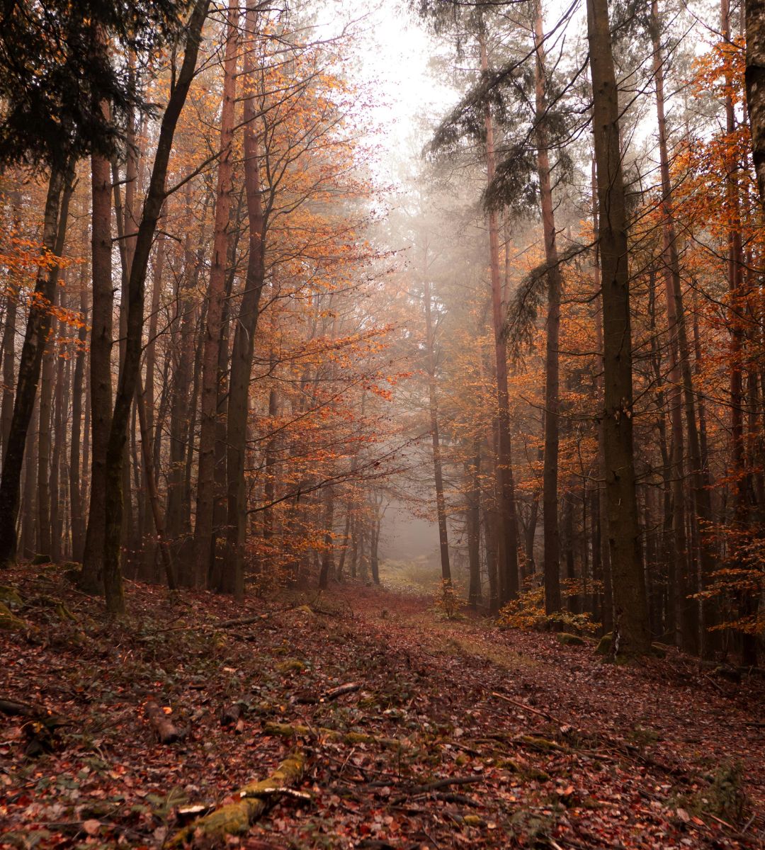 Horoskop podróżniczy 2026 Foto: Las Duchów w Niemczech