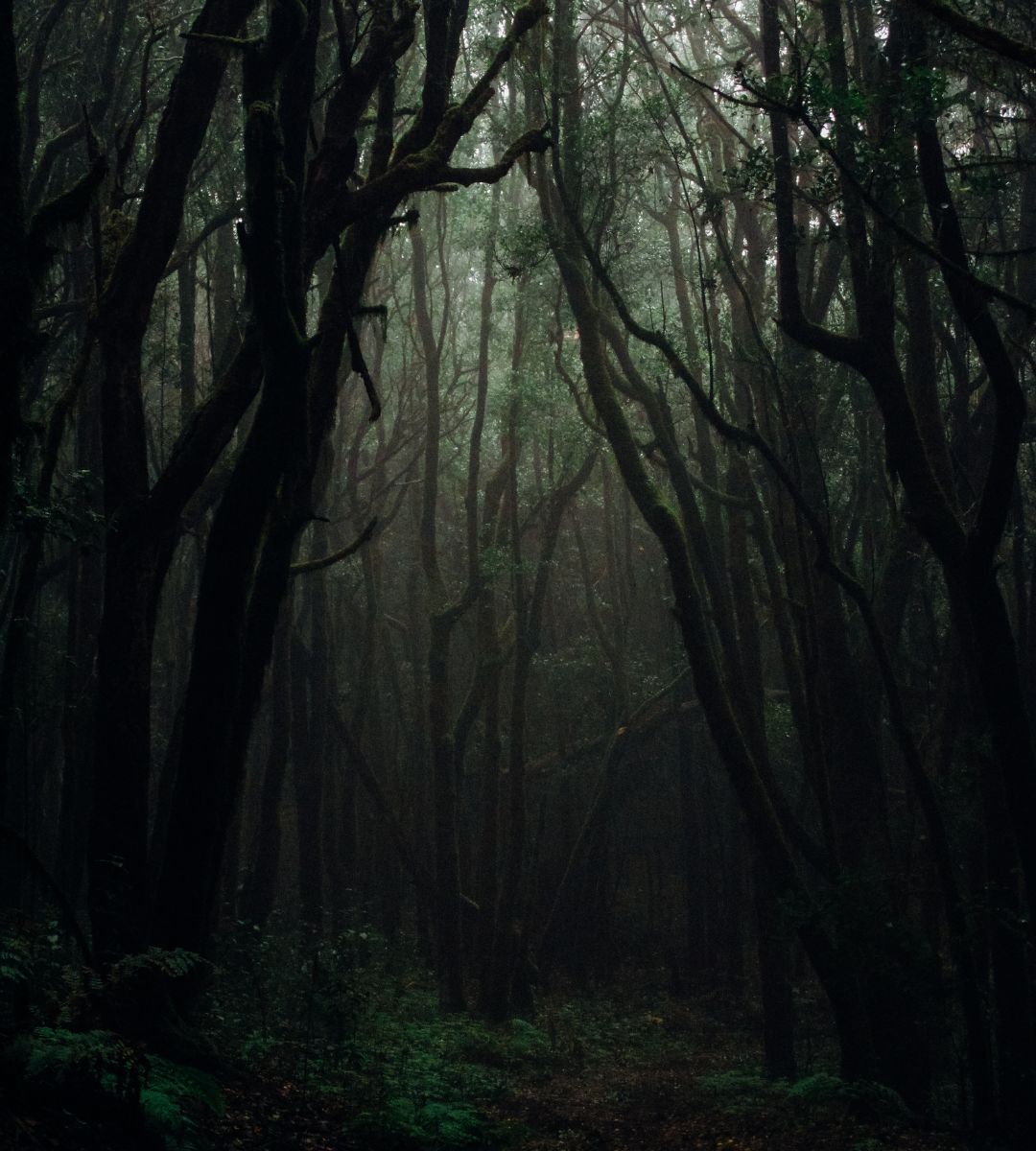 5 najbardziej przerażających miejsc w Niemczech Foto:  Las Duchów w Nienhagen