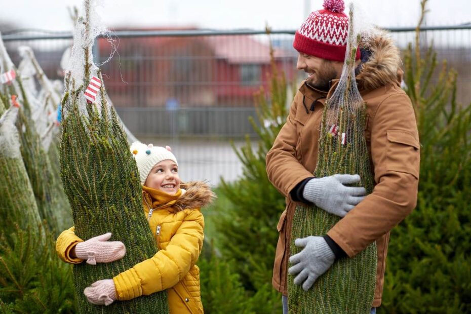 Ile kosztują choinki w 2025 roku