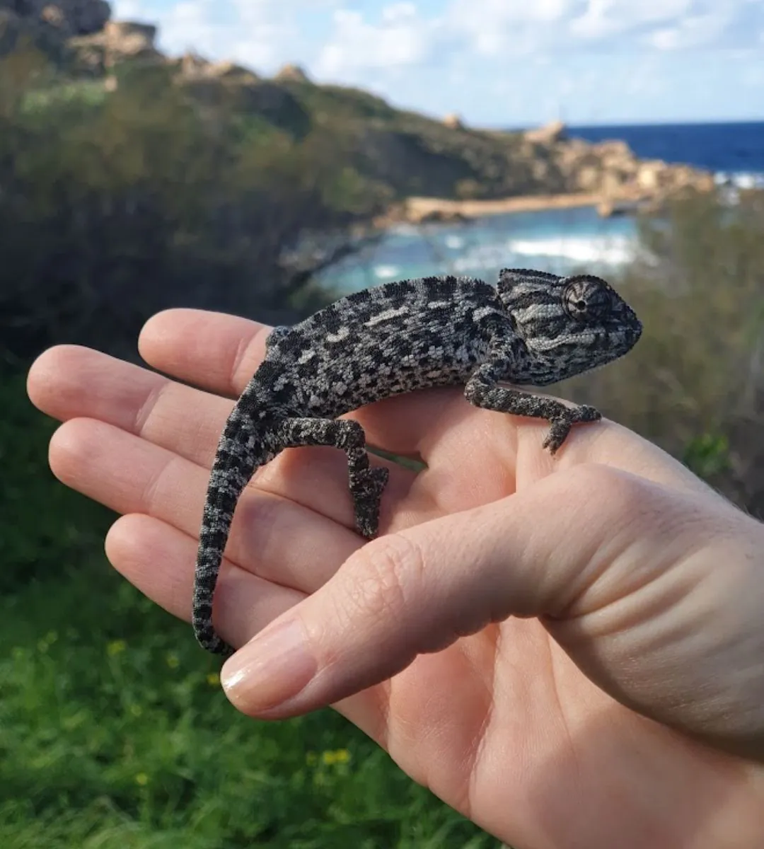 Zachwycająca europejska wyspa z błękitnym morzem Foto: Blu Grotto na Malcie