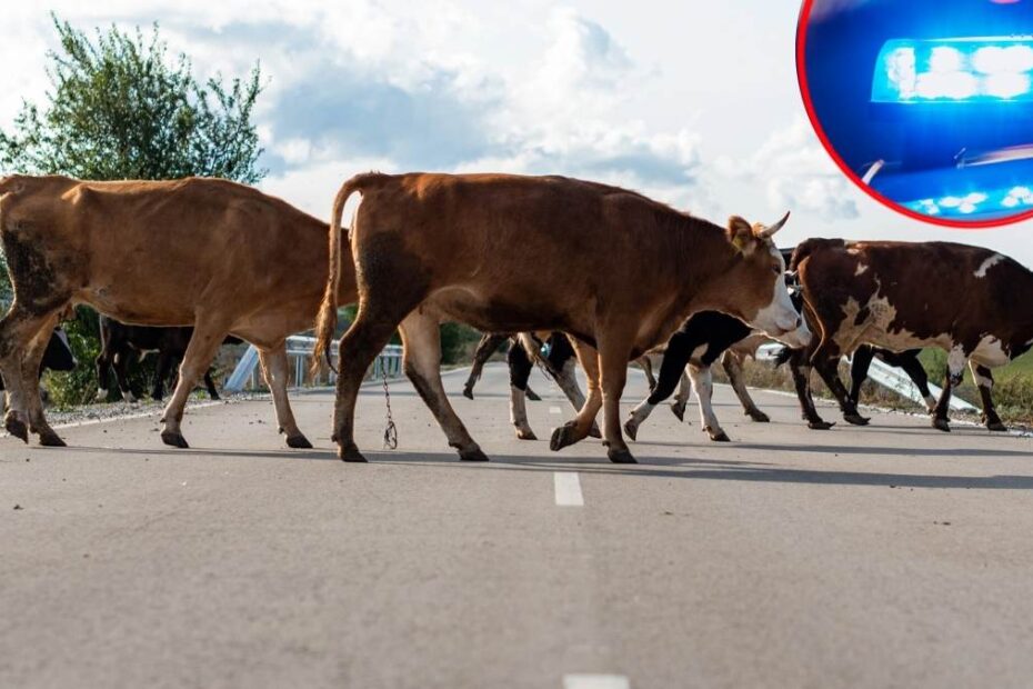 Krowy na autostradzie A3