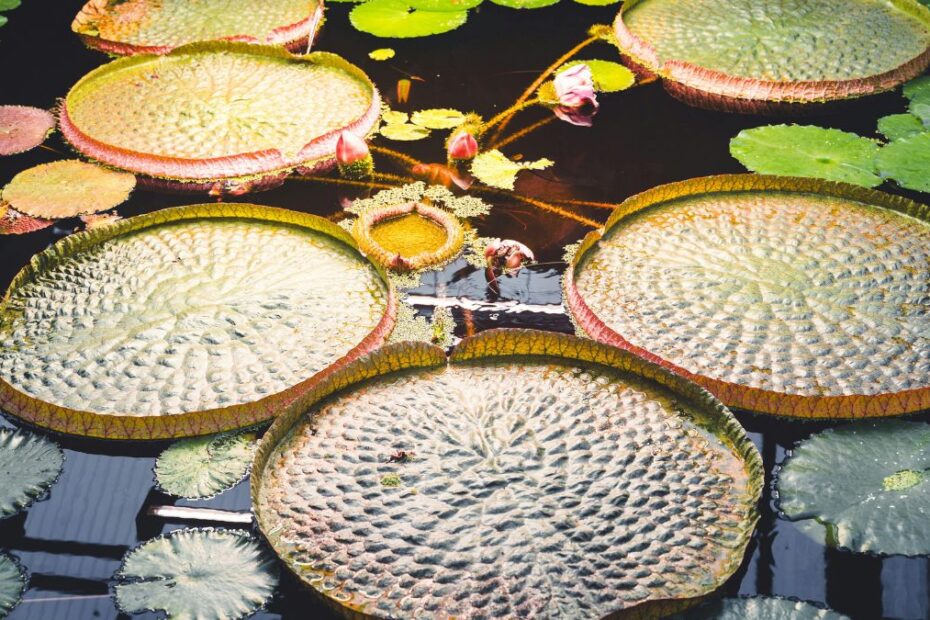 Środkowe Niemcy zachwycają naturą Foto: kwiaty wodne