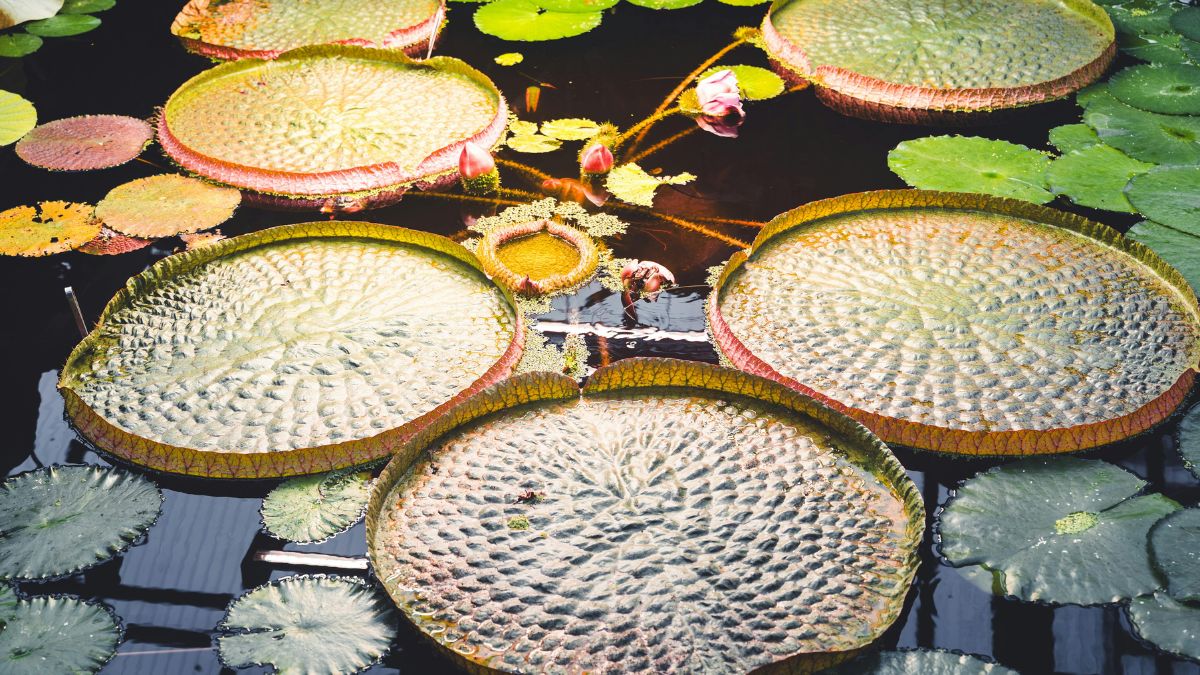 Środkowe Niemcy zachwycają naturą Foto: kwiaty wodne