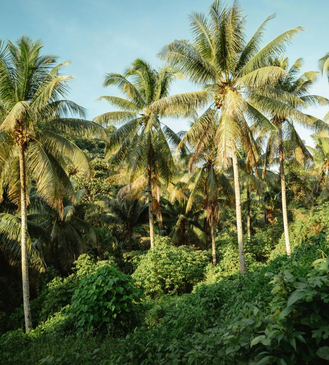 Polityczna burza wokół wysp Chagos Foto: tropikalna wysp