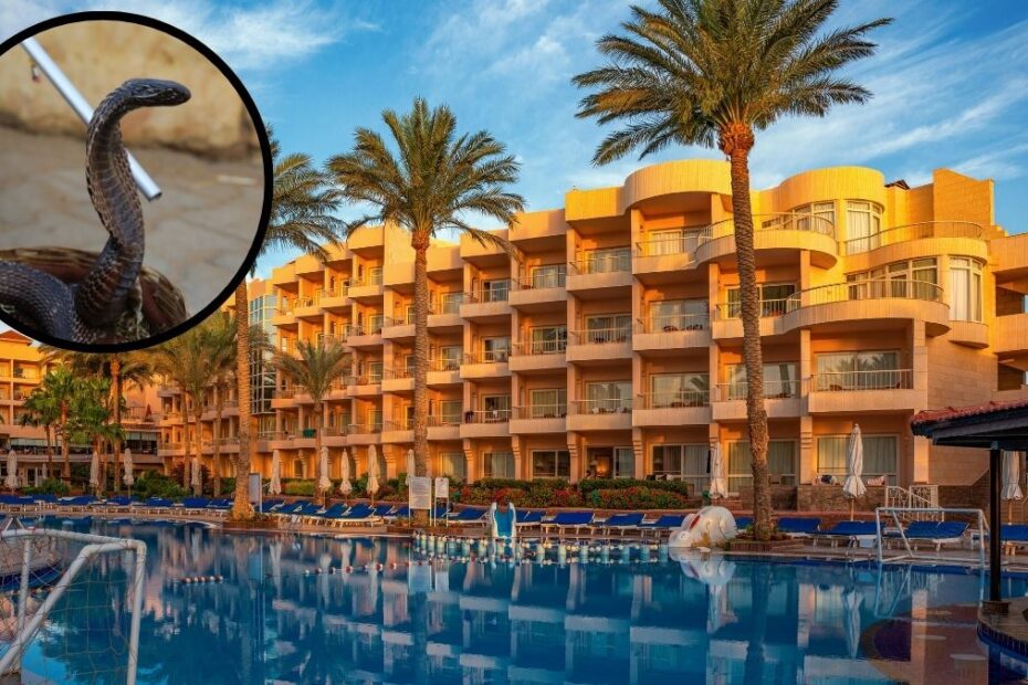 Tragedia w hotelu w Egipcie, niemiecki turysta zmarł po ukąszeniu węża