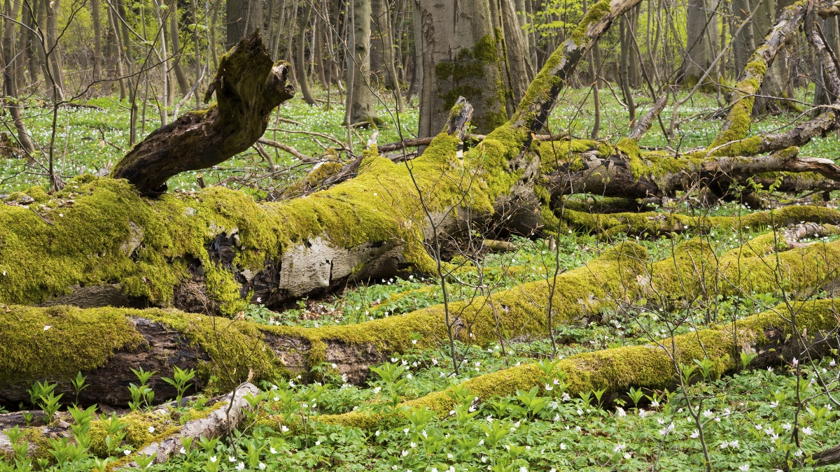 Najpiękniejsze lasy w Niemczech zdjecie park narodowy hainich