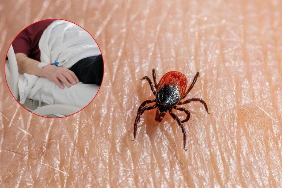 Plaga kleszczy w Niemczech