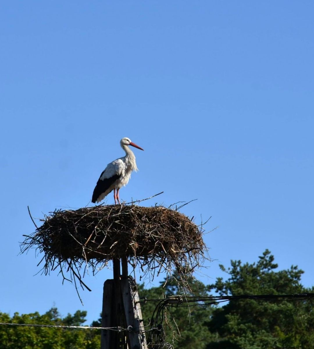 Bocian Krutek, fot. K.Wittbrodt (Mazurski Park Krajobrazowy)