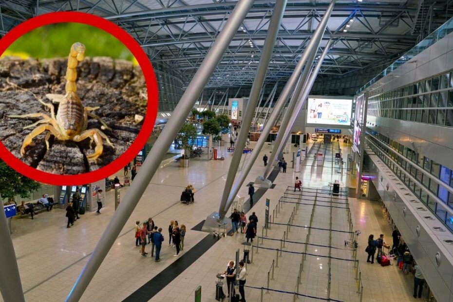 Turystka użądlona przez skorpiona na lotnisku w Düsseldorfie