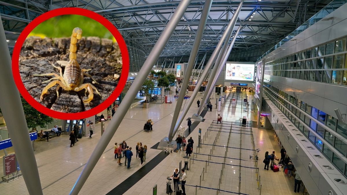 Turystka użądlona przez skorpiona na lotnisku w Düsseldorfie
