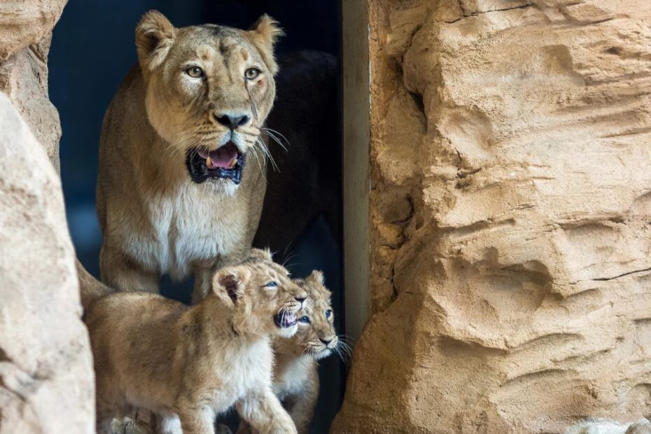 12 lwiątek w niemieckim zoo