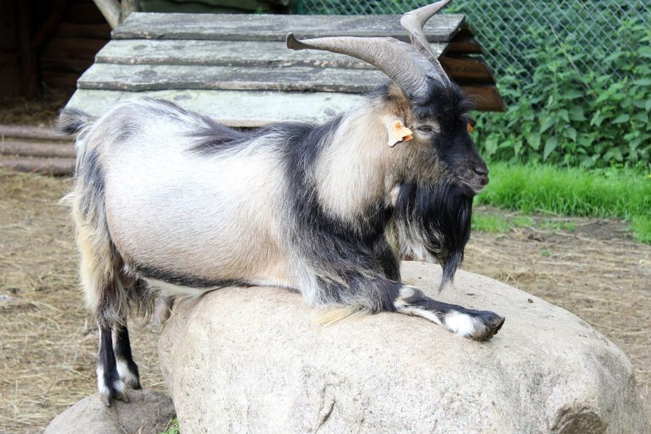 Trzylatka zmarła po wizycie w mini zoo