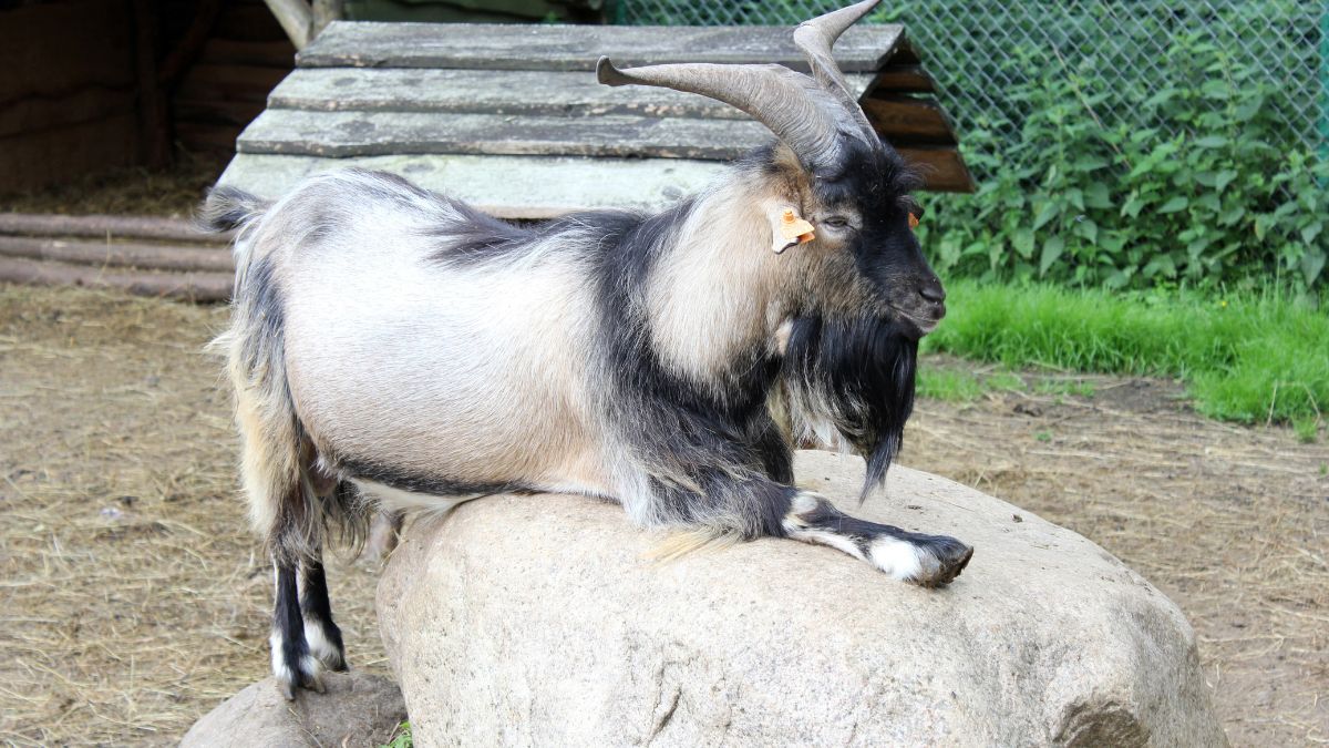 Trzylatka zmarła po wizycie w mini zoo