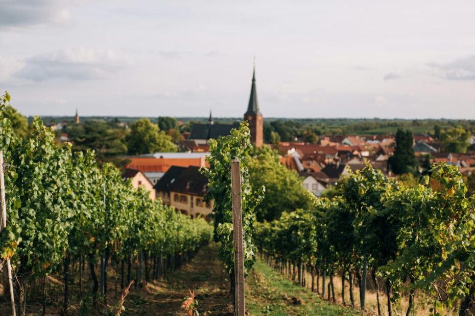 Najpiękniejsze trasy winne w Niemczech